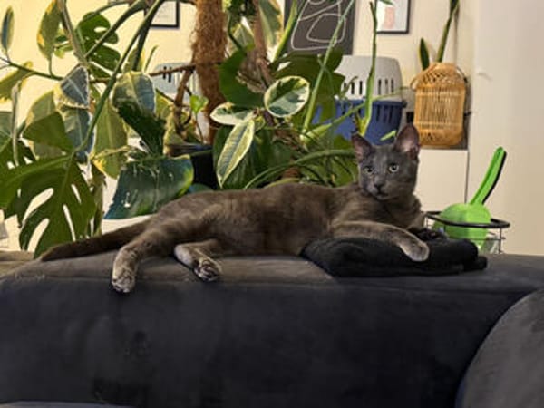 Smokey, eleganter Entdecker, ca.1J, *in 55271 Stadecken