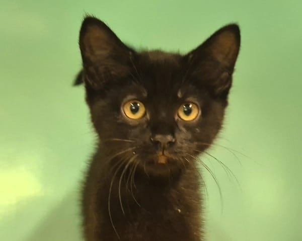 Roxie