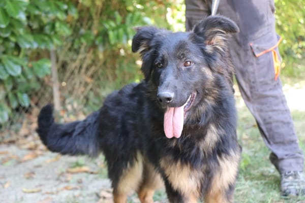 SAPHIRA