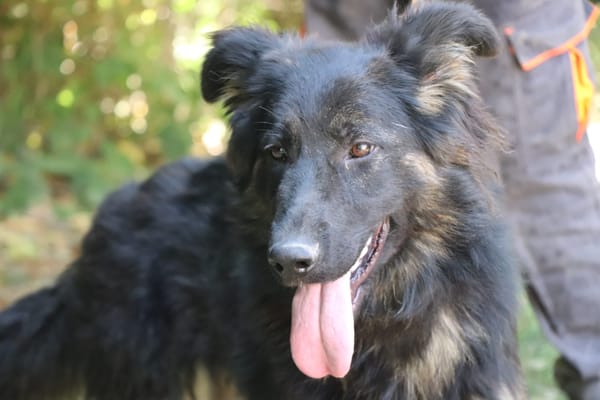 SAPHIRA
