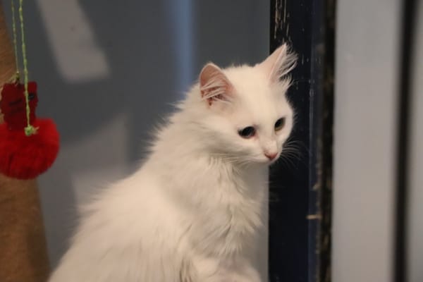MARIE