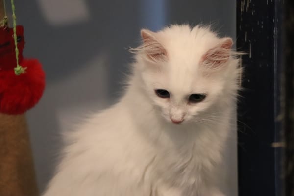 MARIE