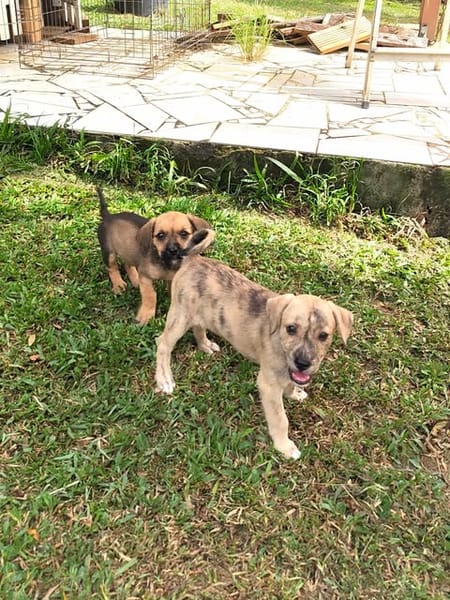 BIJOU, un bébé en or