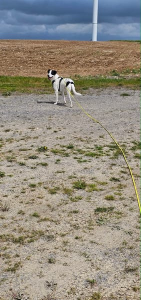 Vador l'adorable petit guerrier tripatte