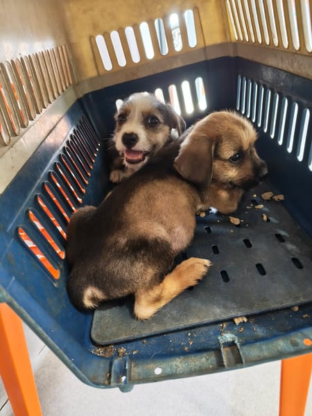 Milo le joyeux petit coquin