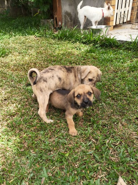 Milo le joyeux petit coquin
