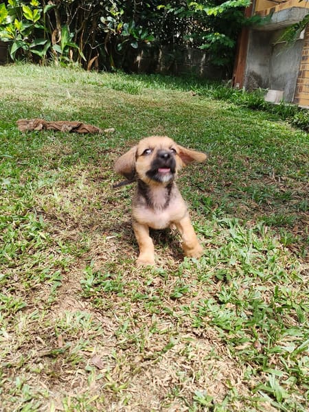 Milo le joyeux petit coquin
