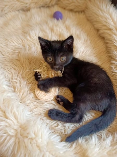 AIKO et OTIS
