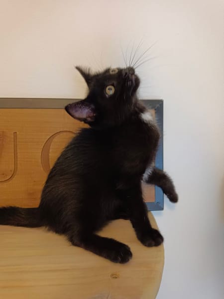 AIKO et OTIS