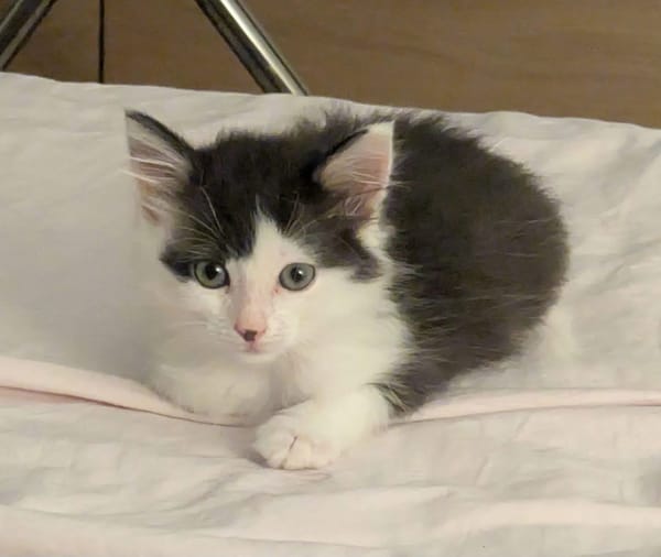 ALBERTINE À ADOPTEE AVEC SON FRÈRE OU SEULE SI VOUS AVEZ DÉJÀ UN CHAT PRÉSENT CHEZ VOUS
