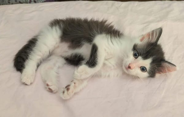 ALBERTINE À ADOPTEE AVEC SON FRÈRE OU SEULE SI VOUS AVEZ DÉJÀ UN CHAT PRÉSENT CHEZ VOUS
