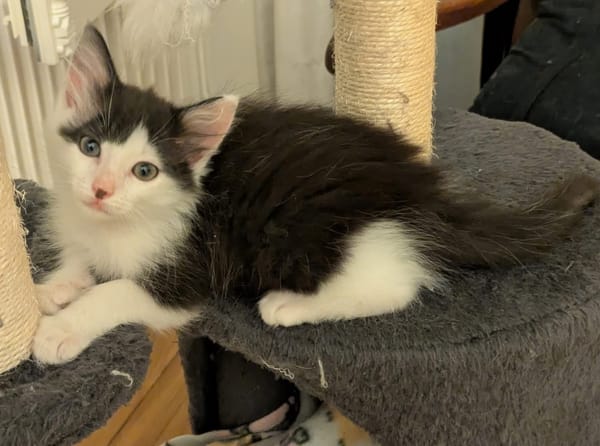 ALBERTINE À ADOPTEE AVEC SON FRÈRE OU SEULE SI VOUS AVEZ DÉJÀ UN CHAT PRÉSENT CHEZ VOUS