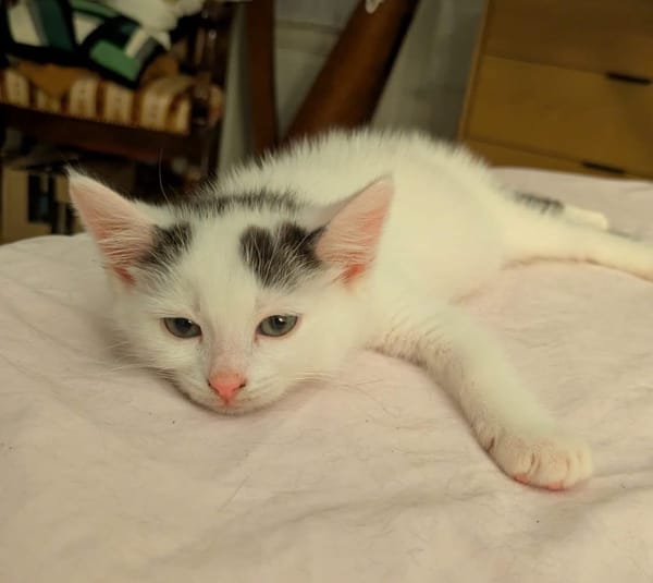 STERLITZ À ADOPTÉ AVEC SA SOEUR OU SEUL SI DÉJÀ UN CHAT PRÉSENT CHEZ VOUS