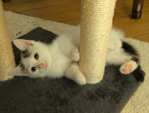 STERLITZ À ADOPTÉ AVEC SA SOEUR OU SEUL SI DÉJÀ UN CHAT PRÉSENT CHEZ VOUS
