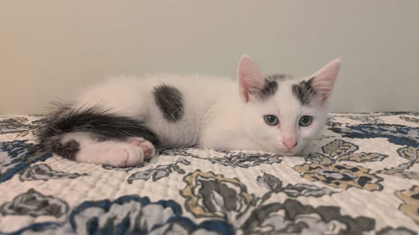 STERLITZ À ADOPTÉ AVEC SA SOEUR OU SEUL SI DÉJÀ UN CHAT PRÉSENT CHEZ VOUS