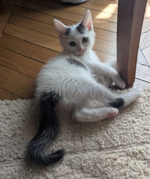 STERLITZ À ADOPTÉ AVEC SA SOEUR OU SEUL SI DÉJÀ UN CHAT PRÉSENT CHEZ VOUS