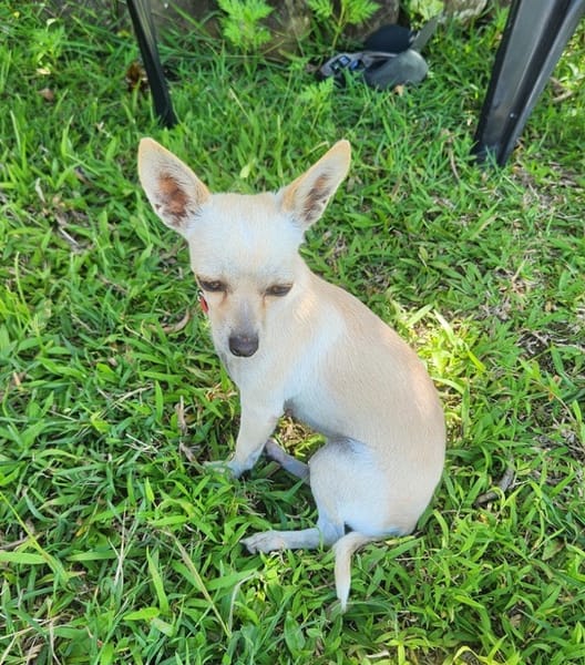 RUBY, Croisée Chihuahua femelle