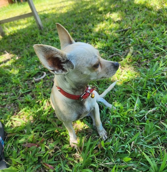 RUBY, Croisée Chihuahua femelle