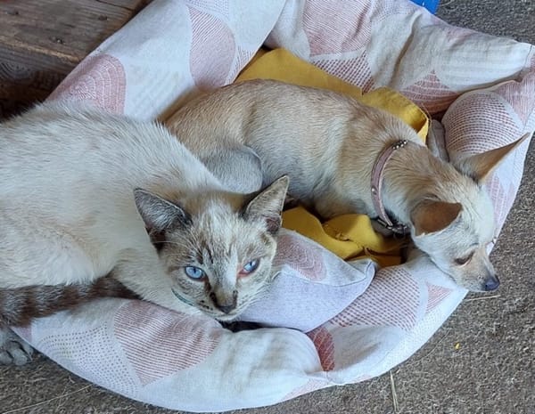 RUBY, Croisée Chihuahua femelle