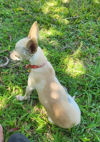 RUBY, Croisée Chihuahua femelle