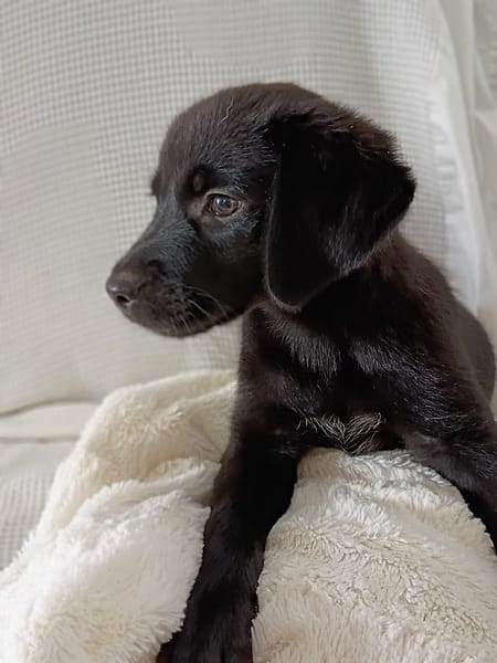 WILMA chiot femelle Berger Créole