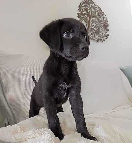 WILMA chiot femelle Berger Créole