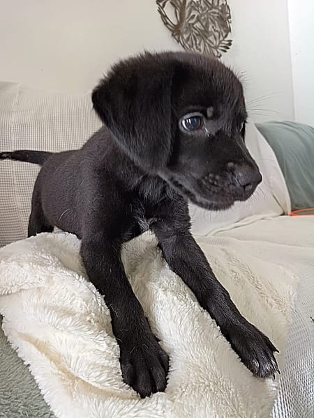 WILMA chiot femelle Berger Créole