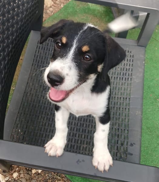 MOON, chiot femelle Croisée Jack Russel
