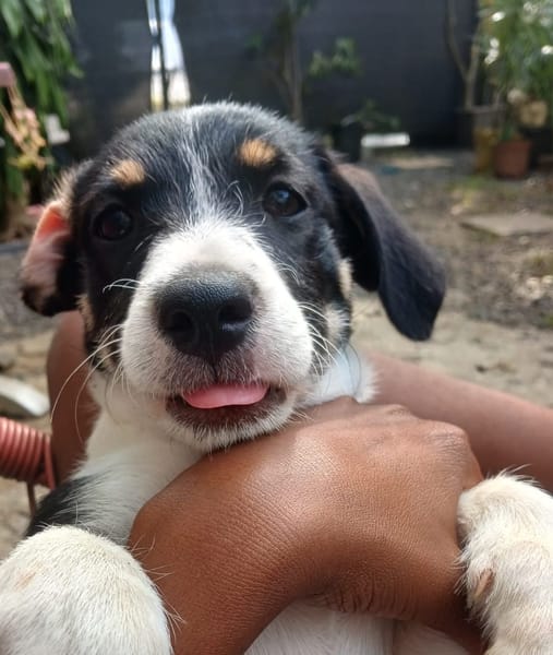 MOON, chiot femelle Croisée Jack Russel