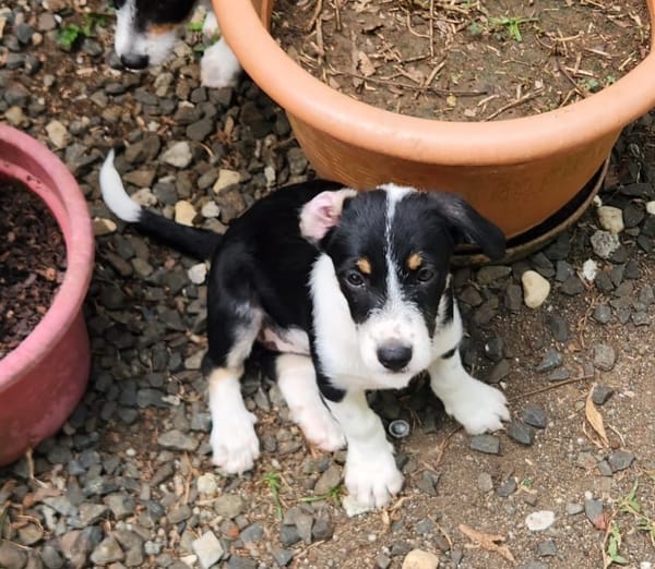 MOON, chiot femelle Croisée Jack Russel