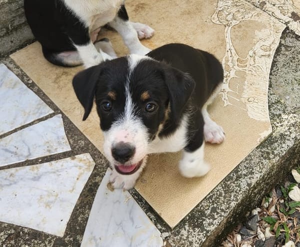 MOON, chiot femelle Croisée Jack Russel