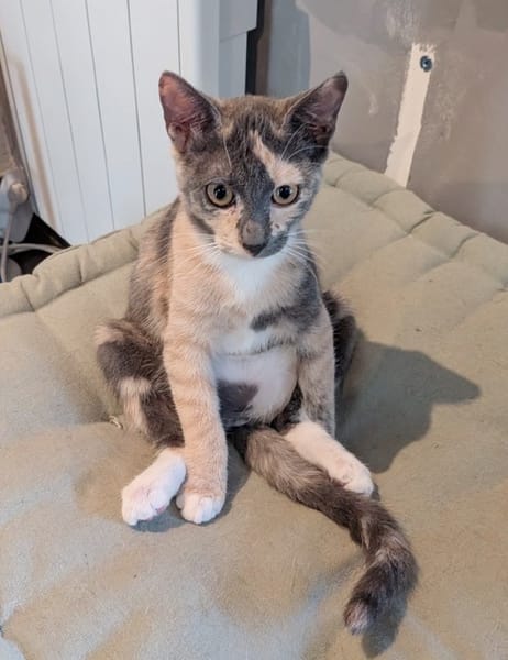BABETH Chaton femelle type européen