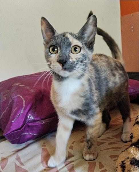 BABETH Chaton femelle type européen