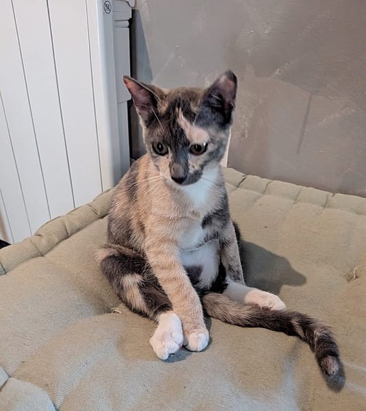 BABETH Chaton femelle type européen