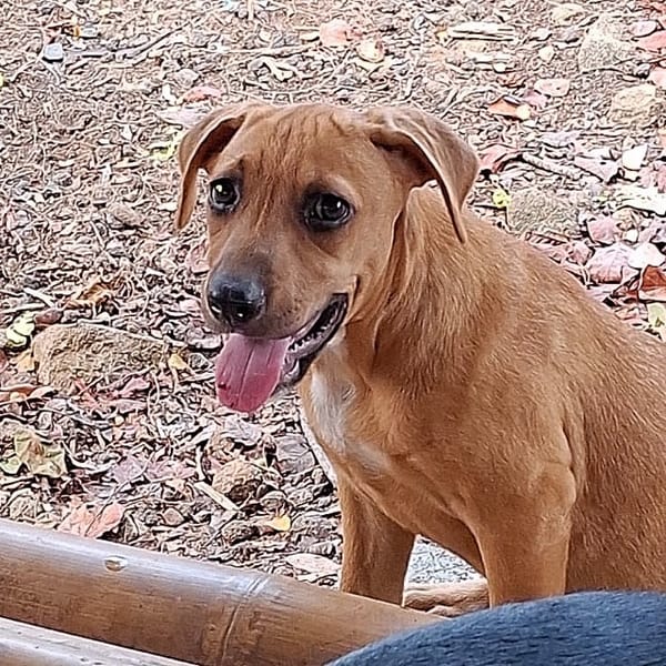 NUCCIOLA, chiot femelle croisée braque