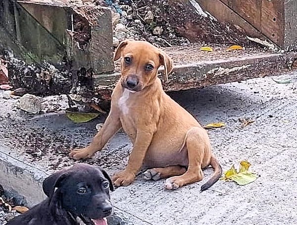 NUCCIOLA, chiot femelle croisée braque