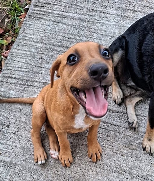 NUCCIOLA, chiot femelle croisée braque