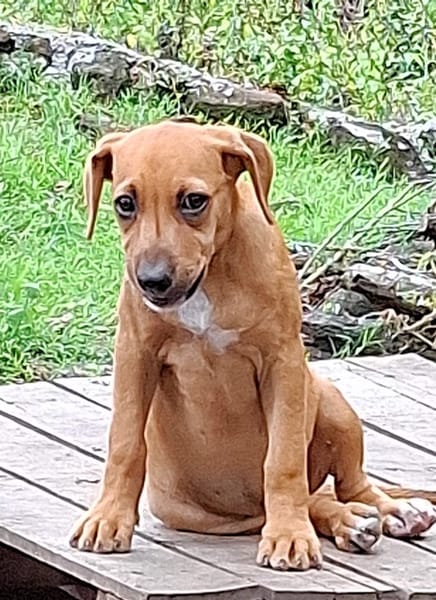 NUCCIOLA, chiot femelle croisée braque