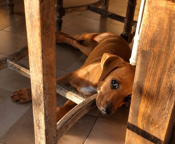 NUCCIOLA, chiot femelle croisée braque