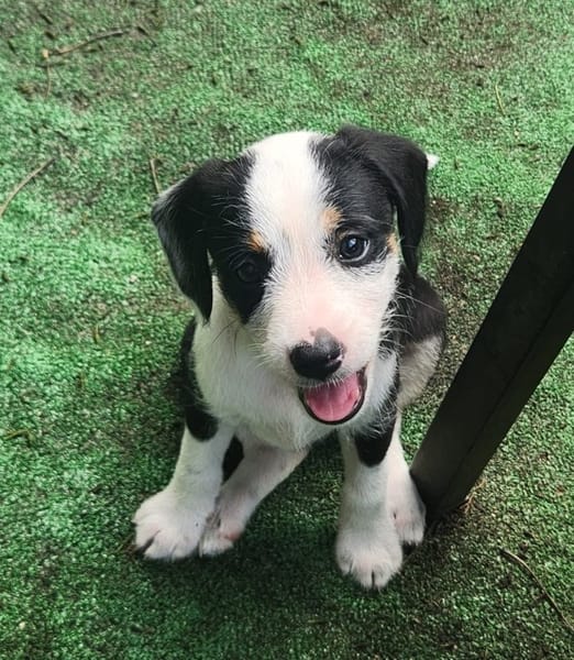 SUN, chiot femelle Croisée Jack Russel