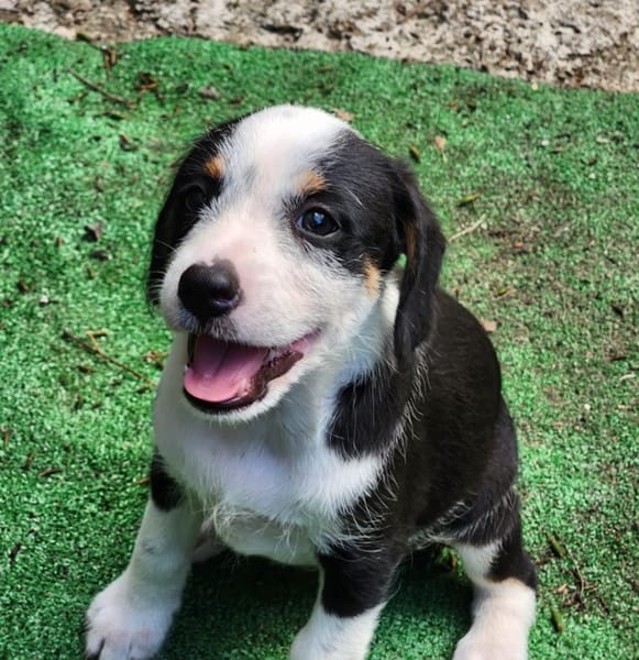 SUN, chiot femelle Croisée Jack Russel