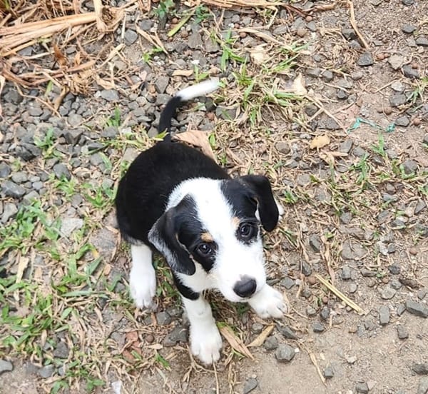 SUN, chiot femelle Croisée Jack Russel