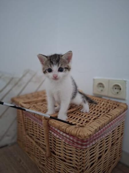 Piper - Kleine Schmuseprinzessin sucht ihr Glück
