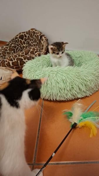 Piper - Kleine Schmuseprinzessin sucht ihr Glück