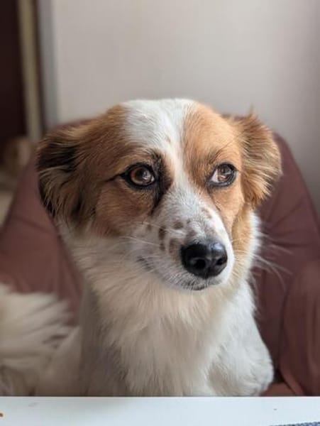 Gisela, eine liebe kleine Hündin