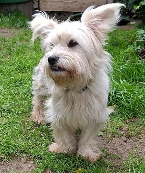Fröhliche kleine Percy