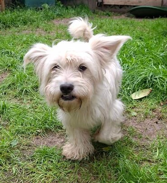 Fröhliche kleine Percy