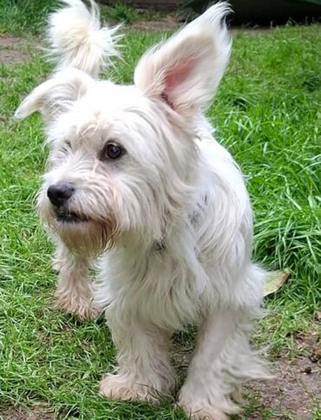 Fröhliche kleine Percy