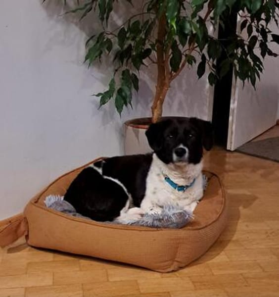Maya, kleine Hundeseele wartet