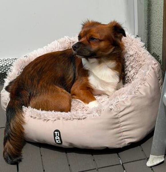Dusty braucht ein neues Zuhause